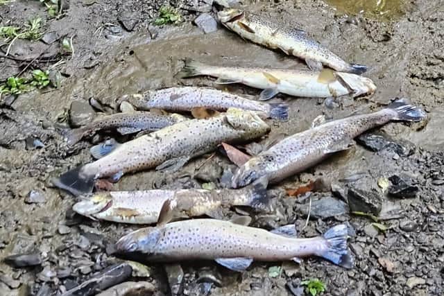 Just some of the hundreds of fish that have been killed in the River Callan after an alleged slurry leak.
Photo: Ulster Angling Federation.