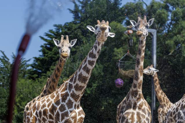 A zookeeper uses a hose to create a cooling spray for the giraffes during warm weather at Belfast Zoo in north Belfast. Picture date: Thursday July 16, 2026. PA Photo. Photo credit should read: Liam McBurney/PA Wire