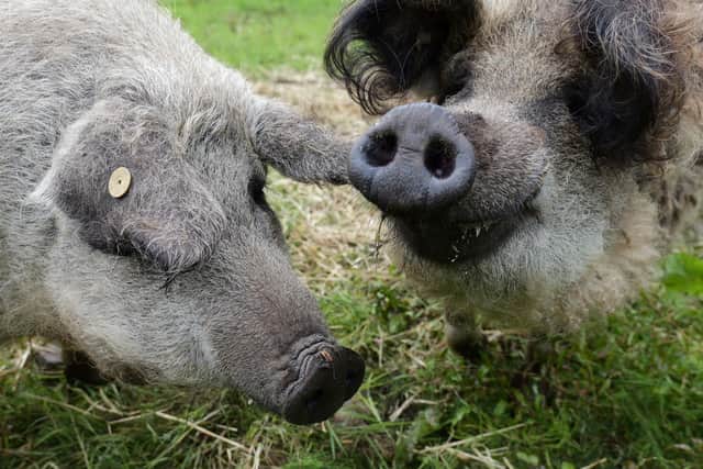 The distinctive Hungarian pigs