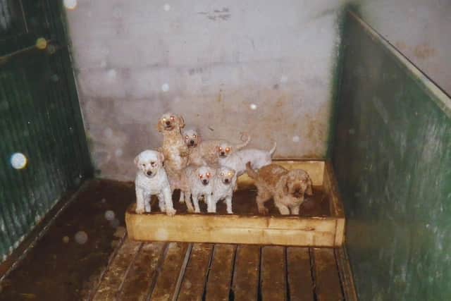 Some of the dogs in the illegal puppy farm in Armagh. Image from ABC Council