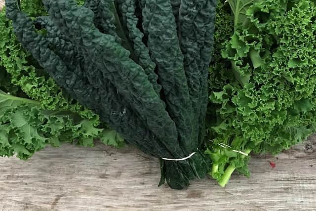 Fresh kale harvested from the farm