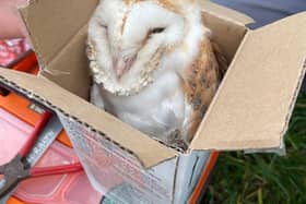 Barn owl chick being weighed. Picture: Ulster Wildlife