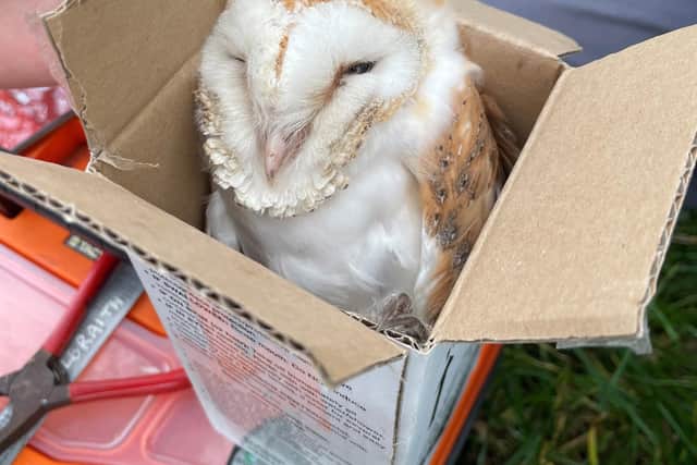 Barn owl chick being weighed. Picture: Ulster Wildlife