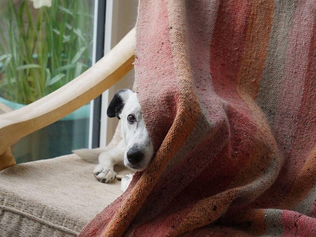 Casper prefers to know you are closeby and likes to sleep in the bedroom with you at night.

 He needs to be the only dog in the home and needs a home where he is rarely going to be left alone.