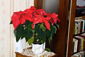 Poinsettia plants aren't just for Christmas