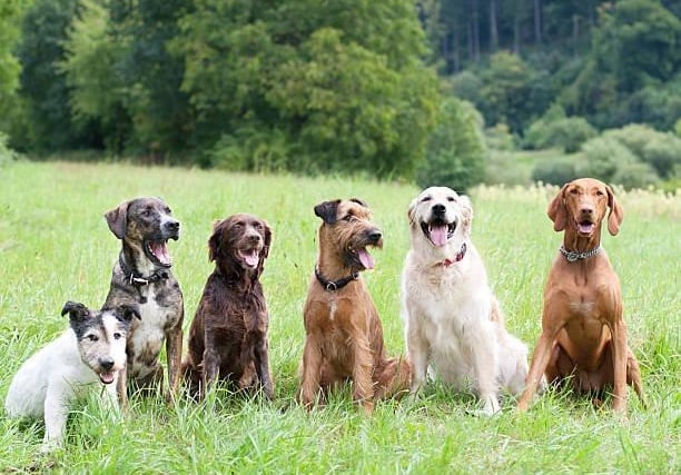 A group of 6 family dogs