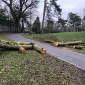 One of several trees in Wallace Park Lisburn brought down by Storm Jocelyn. Photo: Mark Rainey
