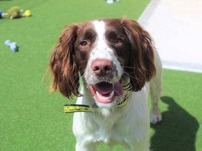Buddy is a friendly 1 year old Springer Spaniel looking for his forever home! 

Buddy can live with other pets in the house if properly managed, he has lived with a cat before and gets on well with other dogs.

 Buddy is an active boy who loves to go on long walks, especially to forests where he can run and sniff! 

He will happily jump into the boot of the car to join his adopters on outdoor adventures. 

He has lived with secondary school aged children before so would do best in a home with older children (8+). 

Buddy is housetrained and is used to sleeping in the kitchen at night.