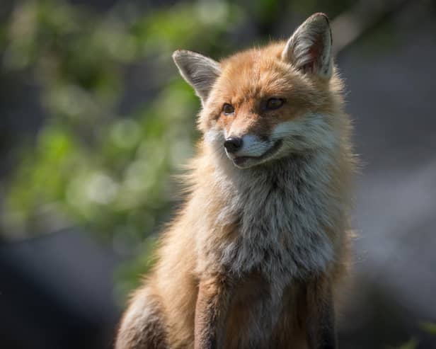 Fox-hunting could be debated again if the Northern Ireland Assembly is restored, after an Alliance MLA vowed to bring back a private members bill on the issue. Photo by Matt Cardy/Getty Images)