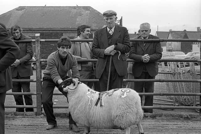 George Conway of Plumbridge, Co Tyrone, and his son, John Conway, pictured in October 1981 with the Blackface reserve ram lamb champion at a show and sale of pedigree Blackface ram lambs at Ballymena. Picture: News Letter archives/Darryl Armitage