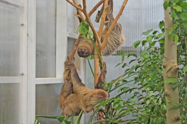 Belfast Zoo sloths