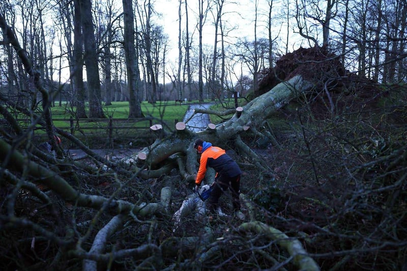Workers at Massereene Golf Club begin clearing away a fallen tree on the Lough Road, Antrim this morning following the devastation of Storm Isha. 
PICTURE BY STEPHEN DAVISON