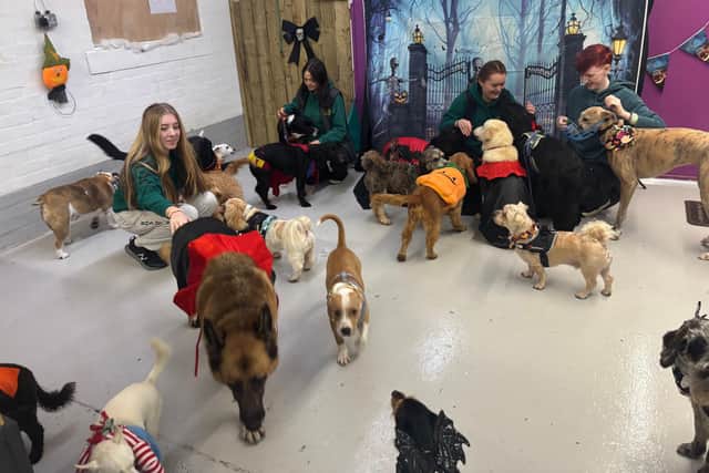 Spook-tacular Success! K9 Clubhouse Halloween Party Raises £300 for ...