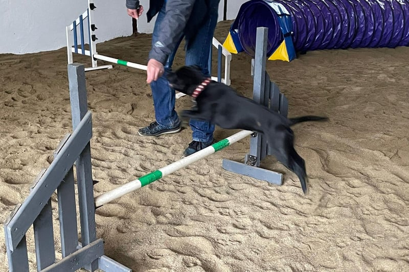 Local dog is jumping for joy at Off Lead Agility in Donemana