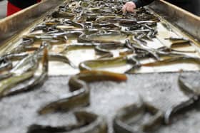 Eels being sorted at Lough Neagh Eel Fishermen's Co-operative Society.