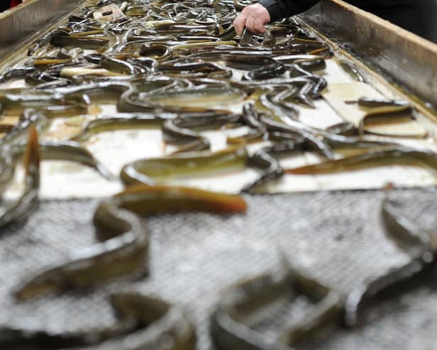 Eels being sorted at Lough Neagh Eel Fishermen's Co-operative Society.