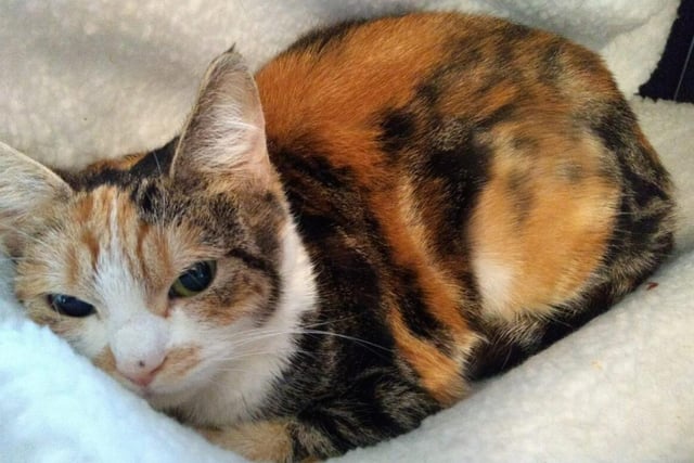 Penny is a farm cat - she's great for chasing off any pests! However, she's also shy at first. If you'd like to take Penny home, you'll also have to take Dolly with you.
