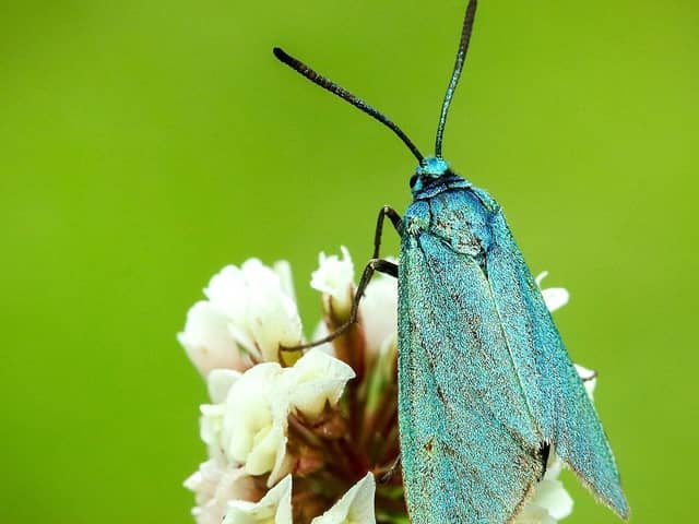 Forester moth on a clover flower. Photo: Iain Leach