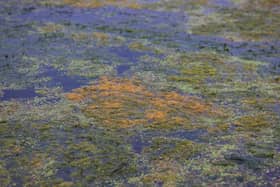 Toxic algae on the surface of Lough Neagh at Ballyronan Marina.
Photo: Liam McBurney/PA Wire