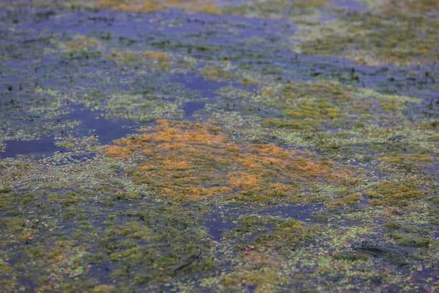 Toxic algae on the surface of Lough Neagh at Ballyronan Marina.
Photo: Liam McBurney/PA Wire