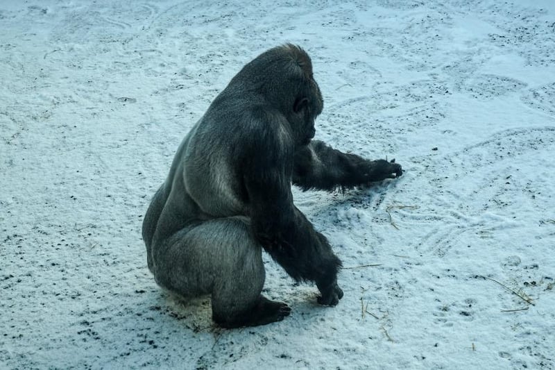 Silverback Gugas prepares some snowballs to eat as a post-breakfast snack.