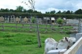 Tannaghmore Gardens and Animal Farm, which is owned and maintained by Armagh City, Banbridge and Craigavon Borough Council, said it was delighted the animal had been safely returned