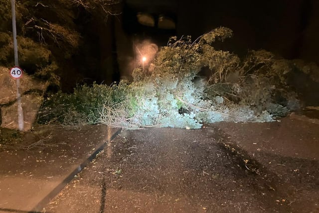 Tree blown down blocking the road at Stiles Way Rathenraw in Antrim on January 21