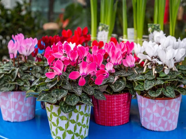 Pots of cyclamen