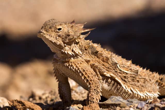 A regal horned lizard, which live in the deserts of south west USA and northern Mexico.