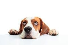 Searches for '3 signs your dog is unhappy' has increased by +750%  in the past 12 months on Google