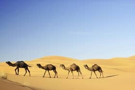 A Generic Photo of camels in the desert.