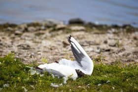 A dead black headed gull at pictured in June 2023. Disease control measures have been put in place as a suspected case of bird flu has been flagged in Omagh