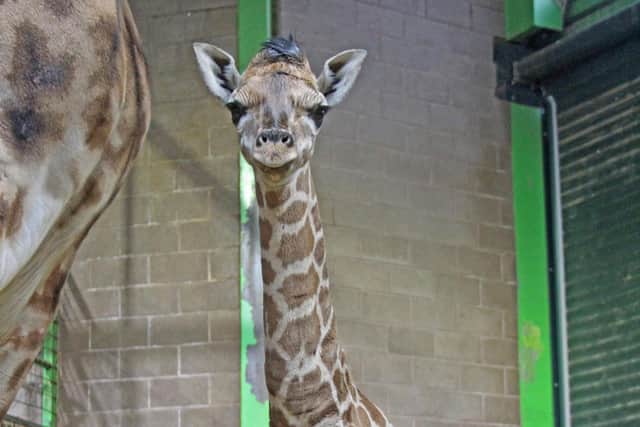 The baby Rothschild's giraffe was born on February 5