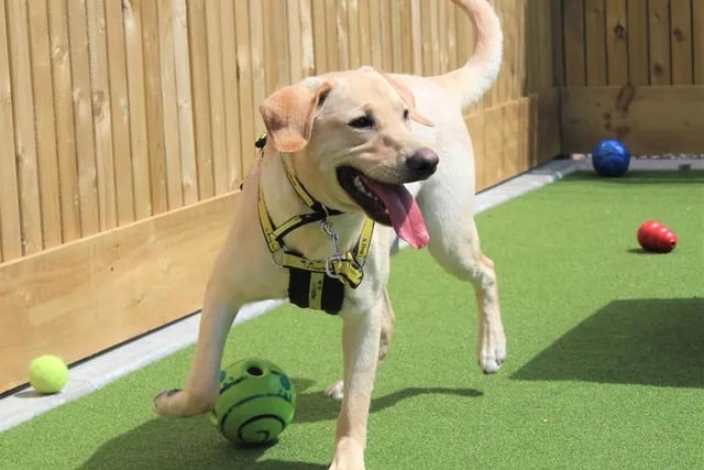 Malt is a lively 1 year old Labrador looking for his forever home. He has lots of energy and will need an active home that will be willing to provide him with plenty of exercise to exciting places. 

Malt's adopters should be able to be at home for most of the day to begin with until he settles in, and then leaving time can be increased. 

Malt could live with another calmer dog that will tolerate an excited 1 year old Labrador bouncing around. 

He will need an adult only home with no children. As Malt is still young, he will need some further training in different areas which can be discussed with the Training Team.