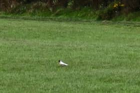 The white Jackdaw which has been spotted in the County Down countryside near Banbridge