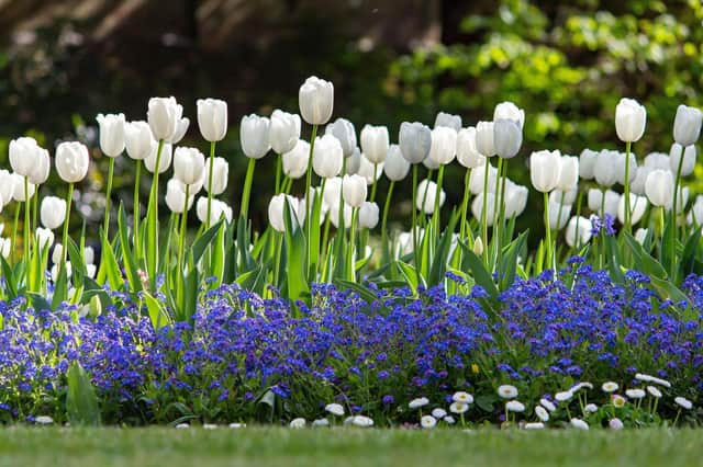 The time is right to plant tulips