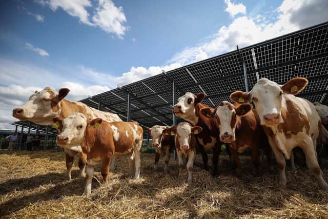 Cattle are seen in an open stable. The British Veterinary Association has warned that Northern Ireland is facing another potential crisis in public health and the agri-food economy in 2026 when EU rules are once again poised to block 51% of veterinary medicines coming in from GB.
(Photo by RONNY HARTMANN/AFP via Getty Images)