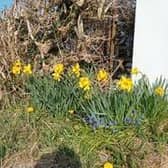 Daffodils contain toxins that can be harmful to pets if ingested.