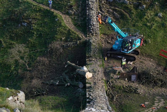Work begins in the removal of the felled Sycamore Gap tree, on Hadrian's Wall in Northumberland