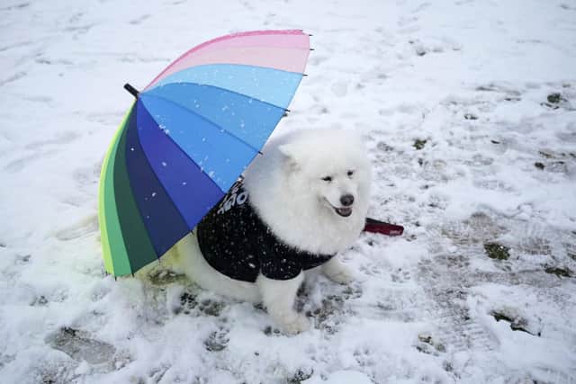 BIRMINGHAM, ENGLAND: Felicity shelters from the snow under an umbrella at Crufts 2023 at NEC Arena. Photo by Christopher Furlong/Getty Images