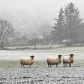 Sheep on the Glenshane pass