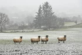 Sheep on the Glenshane pass