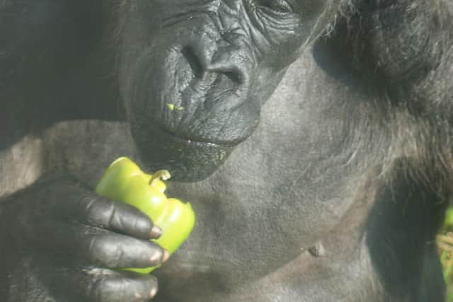 It is with deep regret that Belfast Zoo has to announce the death of Delilah, the oldest gorilla in the UK