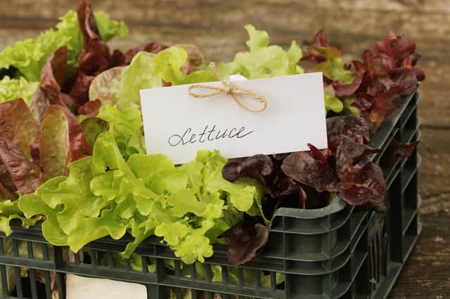 Grow your own lettuce