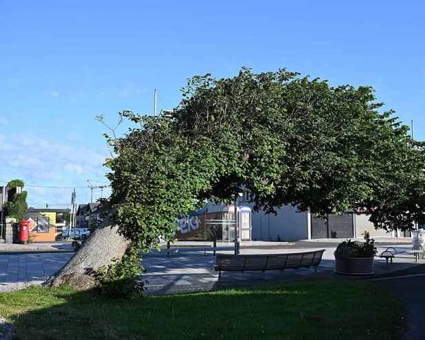 The 'Bendy Tree' in Newcastle, Northern Ireland, which has won UK Tree of the Year 2026. The wych elm in County Down is the first ever tree in Northern Ireland to be crowned the winner of the Woodland Trust's annual competition.