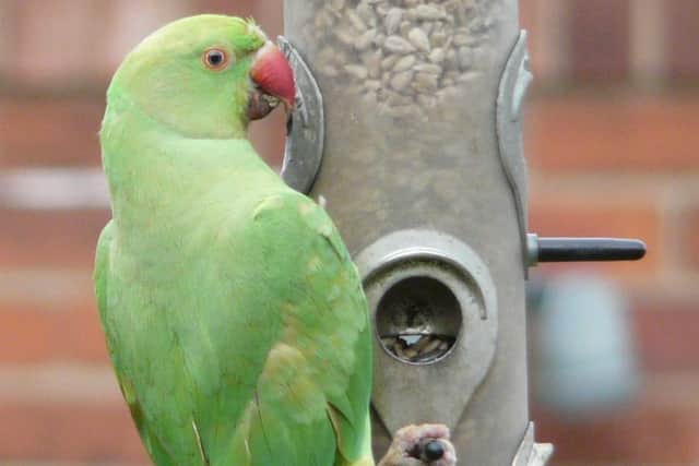 Parakeet on bird feeder