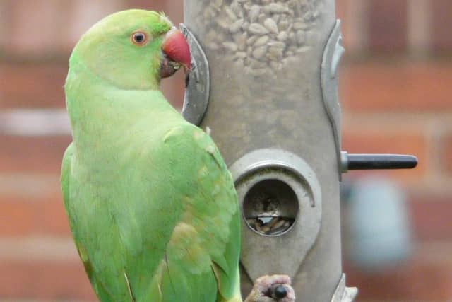 Parakeet on bird feeder