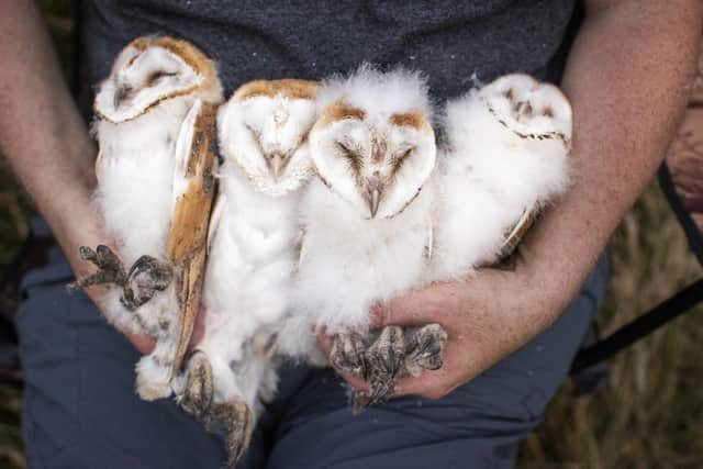 File photo dated 18/07/22 of a person holding four owlets after they have been ringed close to the shores of Lough Neagh in Crumlin, Co. Antrim, as conservationists are celebrating a bumper year for barn owls in Northern Ireland.