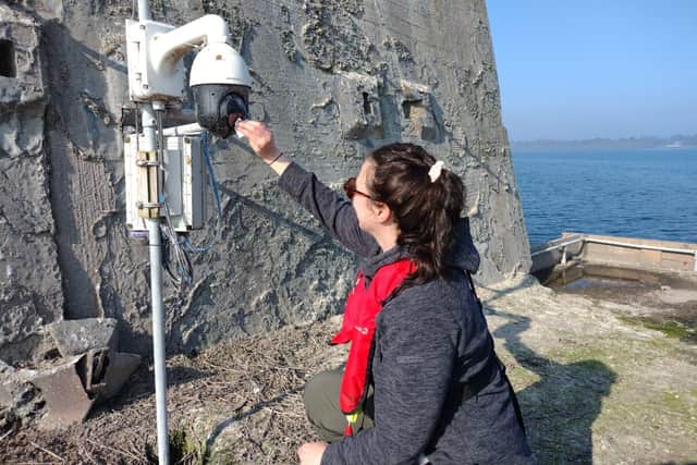 Lough Neagh ranger Ciara Laverty cleaning the live stream camera on the Torpedo Platform Antrim in preparation for the breeding season