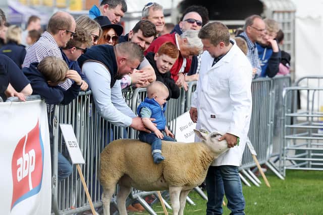 A young show goer gets a seat while showing sheep. Picture by Jonathan Porter/PressEye